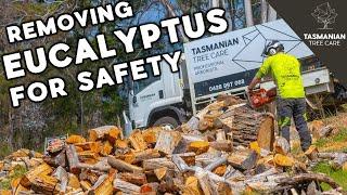 REMOVING EUCALYPTUS TREE FOR SAFETY