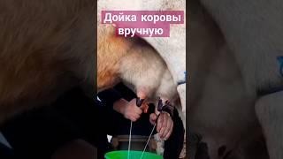 дойка коров вручную #корова #деревенскаяжизнь #cow #milk #дойка
