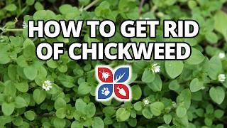 How to Get Rid of Chickweed