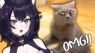 Vtuber REACTS to Best Cat Videos of the Decade