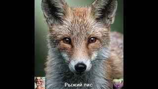 РЫЖИЙ ЛИС и ДРУГИЕ из ЛЕСА
