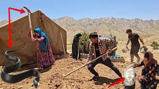Fearless Nomads: Zahra and Her Family Face a Dangerous Snake