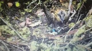 Hog Island Osprey chicks return to the nest