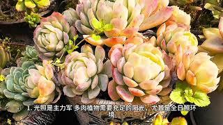 多肉植物为什么会变色？真相竟藏在这些“秘密武器”里！｜诚品绿仓植物学院