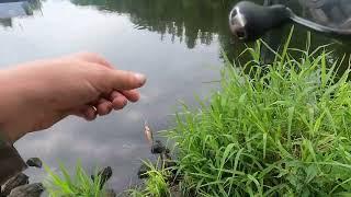 Am Gosener Kanal auf Barsche