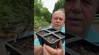 How to shape a bonsai seedling