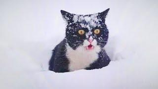 Funny Cats Discovering Snow For the FIRST TIME! Best Funny Cat Videos 2024