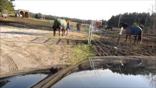 Day In the Life: Morning Barn Chores!!