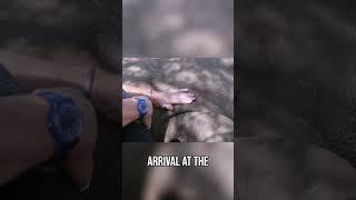Saving Endangered Rhinos: Iba’s Story - Curious?: Natural World