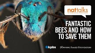 Nat Talk: Fantastic Bees and How to Save Them