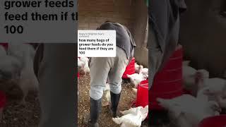 How many bags of feed do you need to raise 100 broiler Chicken  #youtubeshorts #farming #ytshorts