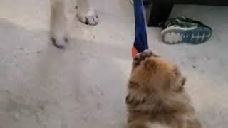 That's mine round 2! Pip vs Dex