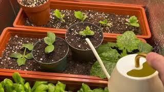 Repotting watermelon and zucchini