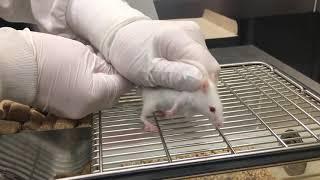 Mouse Subcutaneous (SC) Injection