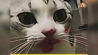 Fun dogs and cat️| #funnyvideo Canale Pet Fix Milan