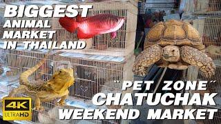 CHATUCHAK WEEKEND MARKET | PET ZONE | Biggest Animal Market in Thailand