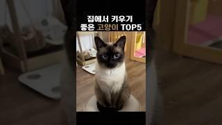 집에서 키우기 좋은 고양이 TOP5 #고양이 #초보집사 #나만없어고양이