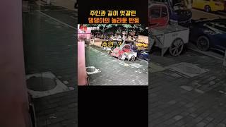 주인과 길이 엇갈린 댕댕이의 놀라운 반응