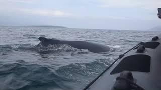 Humpback whale right next to our boat!