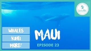 Maui, Hawaii - Whales, Snorkeling & More! | ️ 7 Month USA Road Trip (Episode 23)