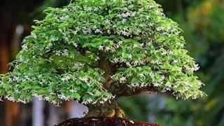 Water Jasmine bonsai.