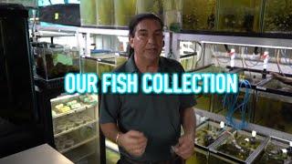 Not Only Discus | Our Other Collection of Fish!