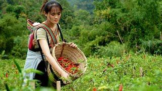 Harvesting the chili garden to sell at the market. Daily life _ Lý Tiểu Thu