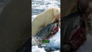 "Polar Bears: Survival Of The Fittest!️‍"   #polarbear #wildlife #animals