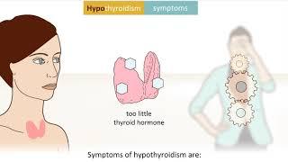 THE ENDOCRINE SYSTEM: Thyroid problems, symptoms and treatment