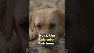 Top 5 Listening Dogs: Canine Companions with Keen Ear‍#subscribe #views #animals #dogs #shortvideo