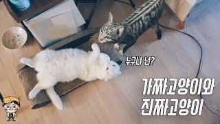 진짜 고양이에게 가짜 고양이를 만들어서 놀아주기. (real cat vs ar cat)