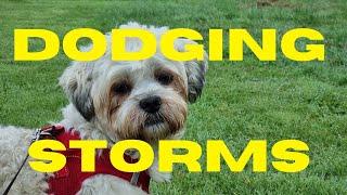 Terriers Dodging Storm Ernesto  | Thorpeman | Dog Walks