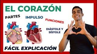  El corazón PARTES y FUNCIONES | FÁCIL EXPLICACIÓN| Anatomía y Fisiologia