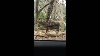 Japanese Monkey Riding Deer Top 5 Compilation!