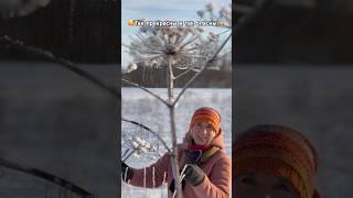 Борщевик Сосновского так прекрасен и так опасен! В Латвии латваны!Зажигалочка исследует! #борщевик