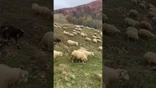 Oile Băle a DL a Avacum