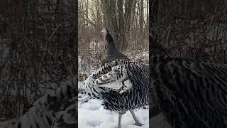 Cold Weather Doesn’t Stop Curious Turkeys