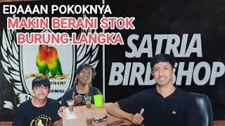 Update Stok Bongkaran Samyong, Mozambik, katem #SATRIABIRDSHOP MAKIN EDAAAN stok nya