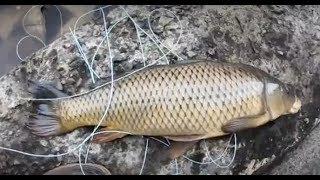 Fly Fishing for Carp & Bass + bald eagle & turkeys