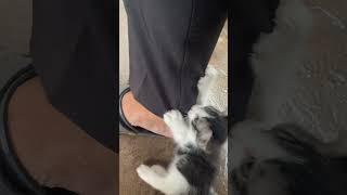 The Cat play with my legs and Funny #shorts