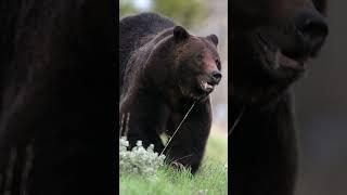 Grizzly Bear Charge #Closeups-Wildlife Photography-Jackson/Tetons/Yellowstone #best #nature #shorts