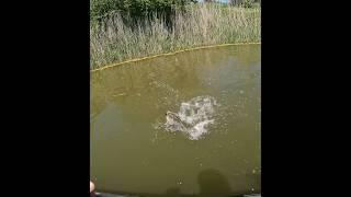 I Could WATCH this A Million TIMEs OVER!