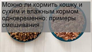 Можно ли кормить кошку и сухим и влажным кормом одновременно: примеры смешивания