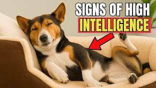 Is Your Dog a Genius? 16 Signs of a SMART Dog!