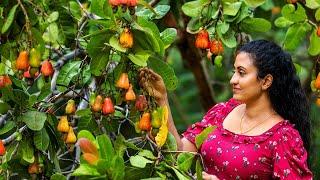 Traditional Cashew Apple & Nut Recipes  Delicious Fruit Dishes from Sri Lanka (Village Food)