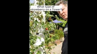 Choosing the Perfect Strawberry Variety for Your Tower Garden!