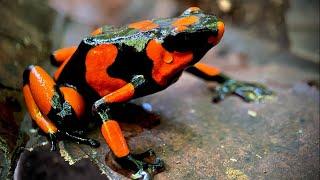 Halloween-pigmented poison dart frogs