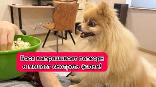 Бася выпрашивает попкорн и мешает смотреть фильм!