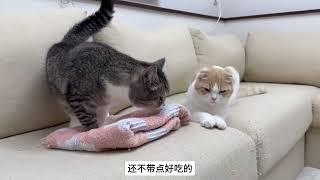 主人安排两只猫咪相亲，看看猫猫们是怎么恋爱的？看一遍笑一遍！