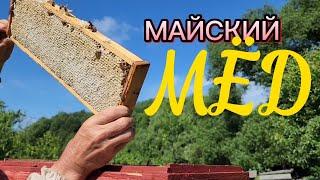 Отбор майского меда. План медосбора пчёлами выполнен